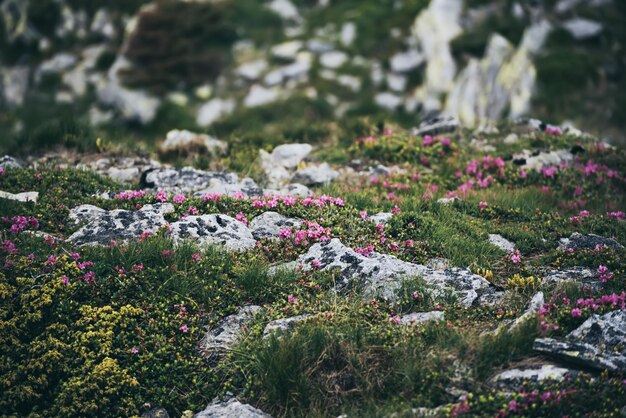 Rhododendron-Blüten in der Natur