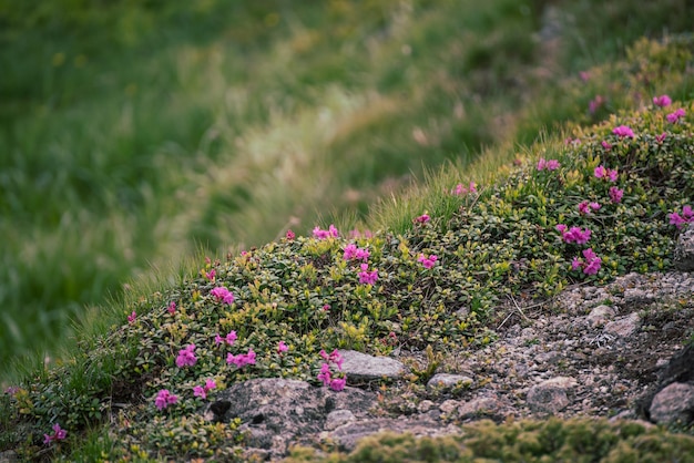 Rhododendron-blüten in der natur