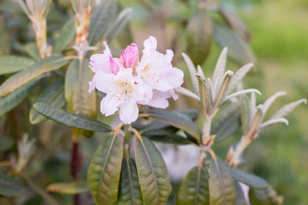 Rhododendron-Blume Natürliche Schönheit Aromaduft Blühender Busch Rhododendron-weiße Blume blühtAzalea blühende Frühlingsblumen Gartenarbeit