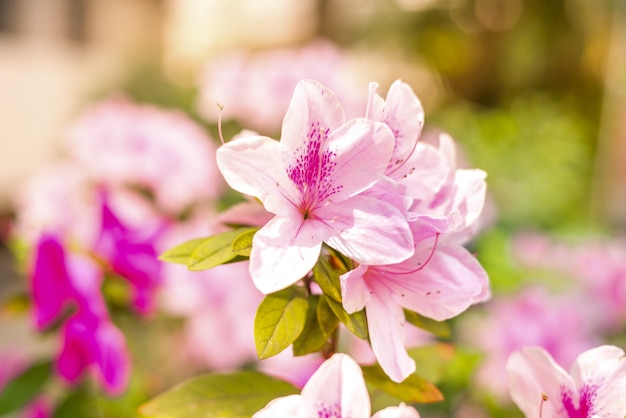 Rhododendron bonito ou azálea flores no jardim