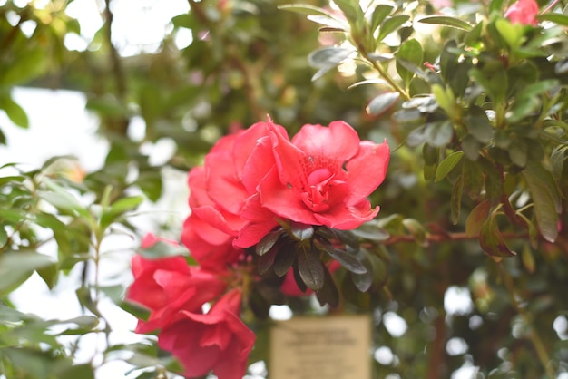 Rhododendron Bunde Schame oder Azalea Indica