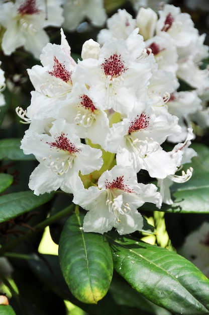 Rhododendron Cunningham weiße Blüten