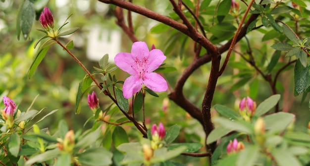 Rhododendron indicum Uma linda flor rosa entre a vegetação Arbusto florido perene Natureza