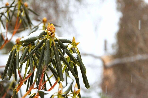 Rhododendron-Knospen unter dem Schnee im Wintergarten