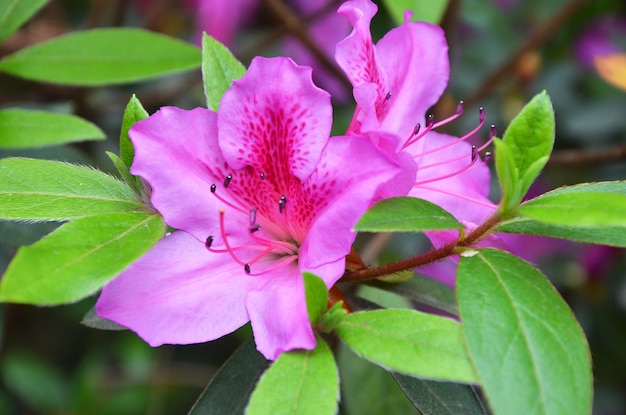 Rhododendron lindas flores cor de rosa no jardim closeup