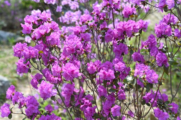 Rhododendron mucronulatum crece en el Lejano Oriente de Rusia en primavera