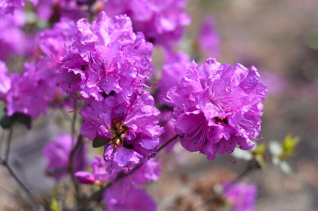 Rhododendron mucronulatum crescendo no Extremo Oriente da Rússia na primavera