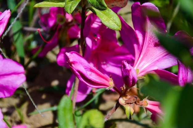 Rhododendron oder Azalee