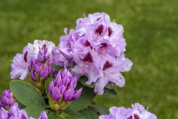 Rhododendron- oder Rosebay-Blüten im Frühlingsgarten Nahaufnahme Ericaceae immergrüner Strauch giftige Blätter Blühende Azaleen-Ziersträucher