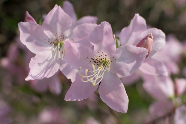 Rhododendron schlippenbachii blanco y rosa flores en el jardín de primavera