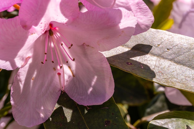 Rhododendron-Schönheit von Tittelworth rosa Blumen im Baskenland des Naturparks Iturraran