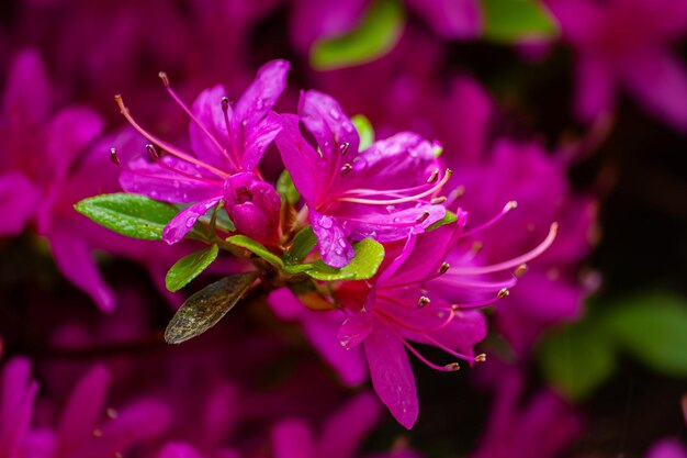 Foto rhododendron simsii azalea india sims azalea rosa de montaña peonía de montaña foto de alta calidad