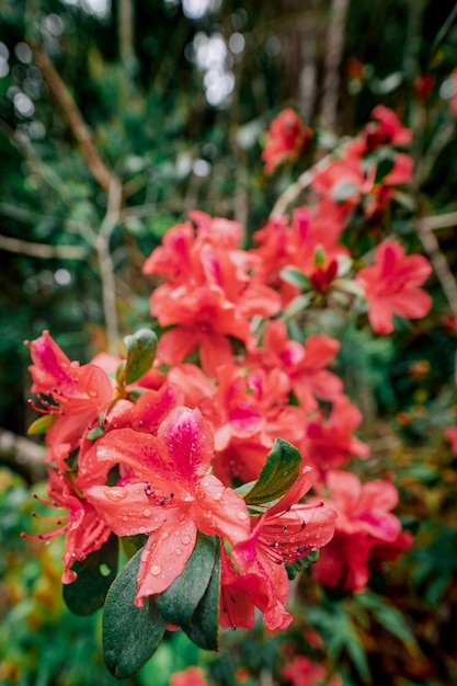 Foto rhododendron simsii planch, nationalpark phu kradueng, thailand.