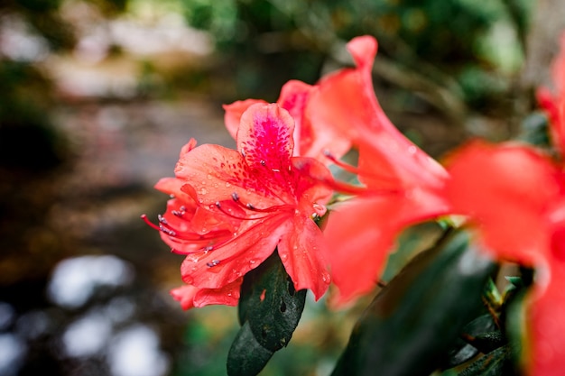 Rhododendron simsii Planch, Parque Nacional de Phu Kradueng, Tailândia.