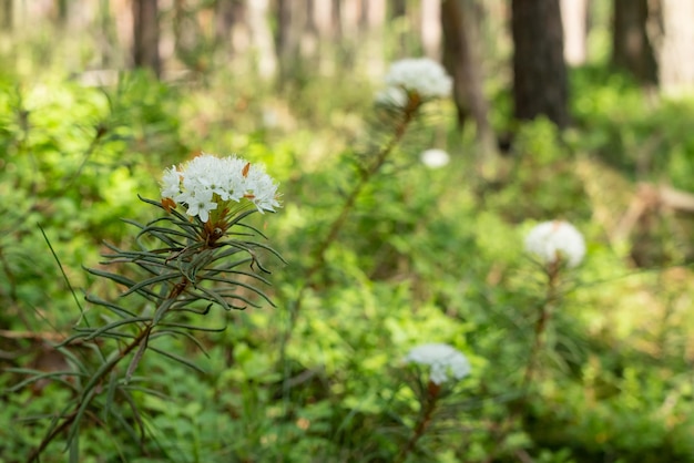 Rhododendron tomentosum syn Ledum palustre conhecido como marsh Labrador chá norte Labrador chá ou romário selvagem planta aromática com flores brancas na floresta em um dia ensolarado