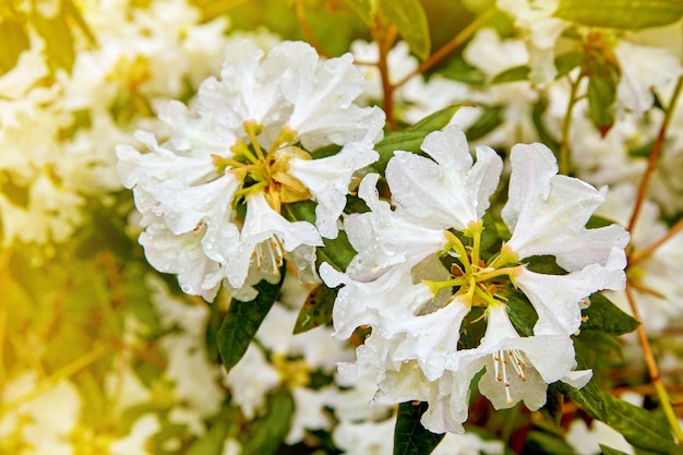 Rhododendron-Zweig mit weißen Blüten und Tauregentropfen im Sonnenlicht in einem blühenden Garten