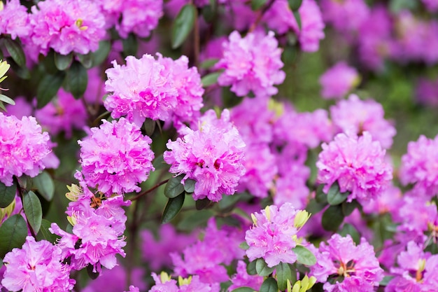 Rhododendronblüte im Frühjahr. Schönes Bild.