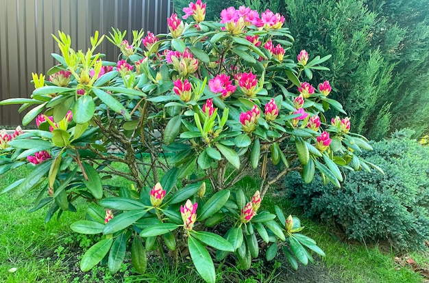 Rhododendronbusch blüht mit rosa Blüten. Studiofoto.