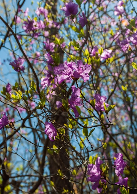 Rhododndron Rhododndron-Blumen und blauer Himmel Frühling