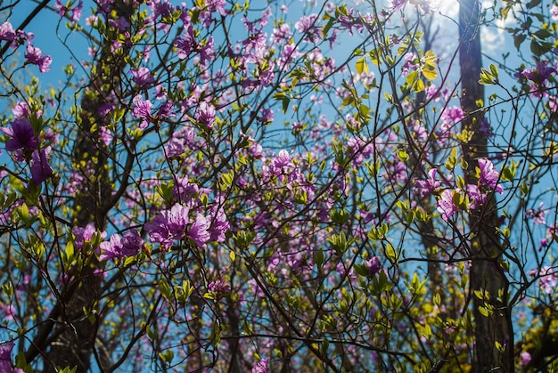 Rhododndron Rhododndron flores y cielo azul Primavera