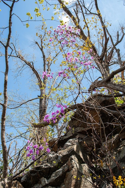 Rhododndron Rhododndron flores y cielo azul Primavera