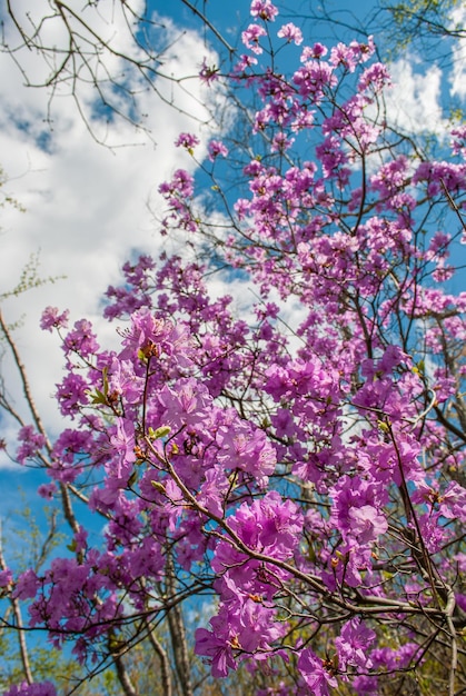 Rhododndron Rhododndron flores y cielo azul Primavera