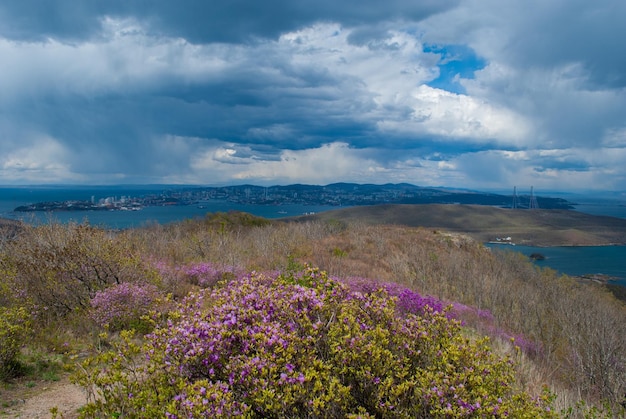 Rhododndron Rhododndron flores e céu azul Primavera