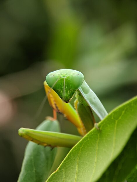 Foto rhombodera extensicollis é uma espécie de mantis orantes da família mantidae encontrada na indomalaya