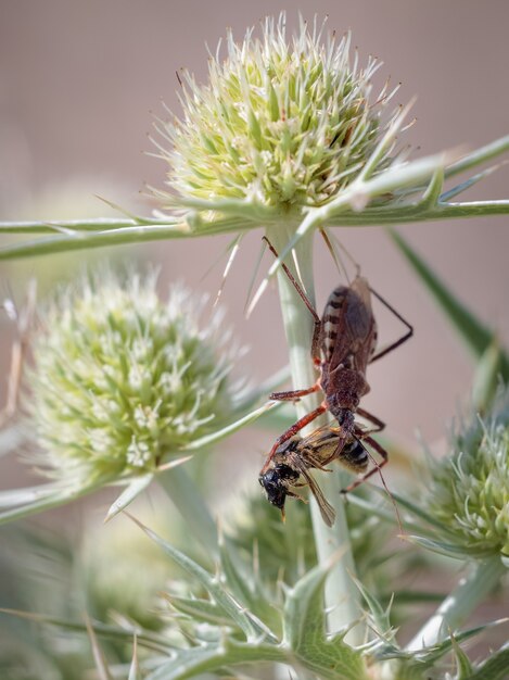 Rhynocoris iracundus Assassin bug con insectos capturados