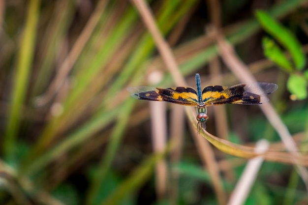 Rhyothemis variegata, ist eine Spezies der Libelle auf dem Gras.