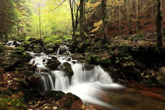 Riacho da floresta fluindo das montanhas