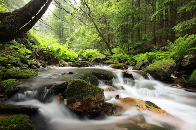 Riacho da floresta fluindo das montanhas