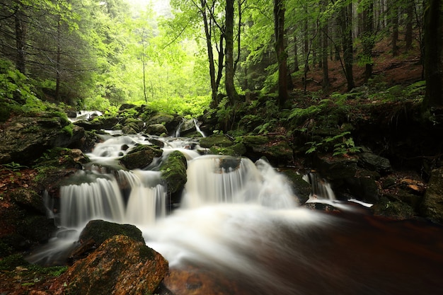 Riacho da floresta fluindo das montanhas