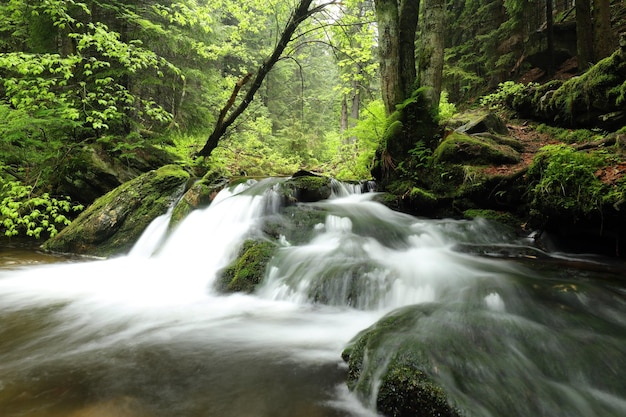 Foto riacho da floresta fluindo das montanhas