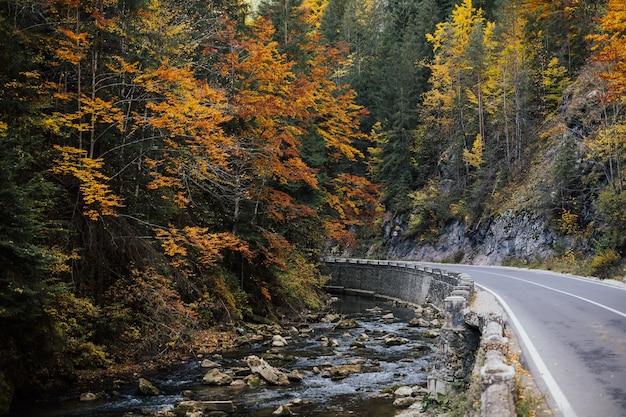 Riacho da montanha de outono. Uma bela floresta de outono e estrada na montanha.