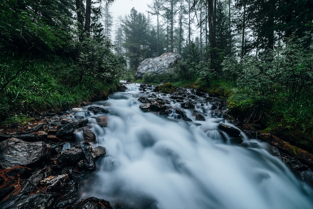 Riacho de montanha rápido na floresta escura. córrego em cascata na floresta entre matas densas e árvores coníferas. pedra grande perto de rio pequeno. misteriosa paisagem arborizada com movimento turva a água do rio pequeno