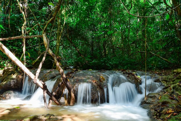 riacho fluindo no meio da floresta.