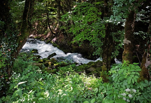 Riacho fluindo por caminho rochoso na floresta