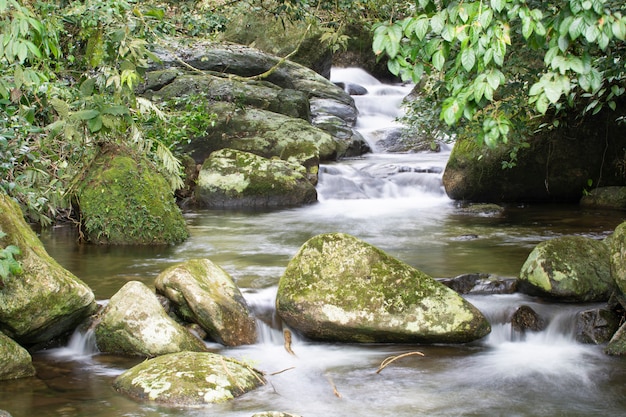 Riacho na Mata Atlântica en Ilhabela, SP, Brasil