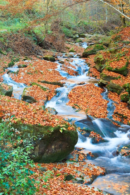 Riacho rochoso, passando pela floresta de montanha de outono