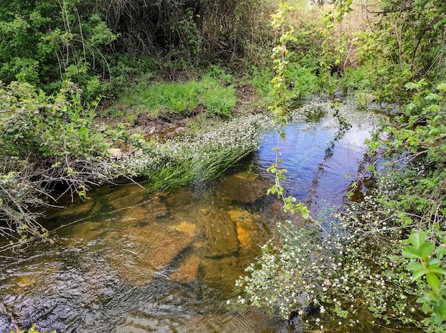 Riachuelo con plantas verdes y flores blancas de primavera