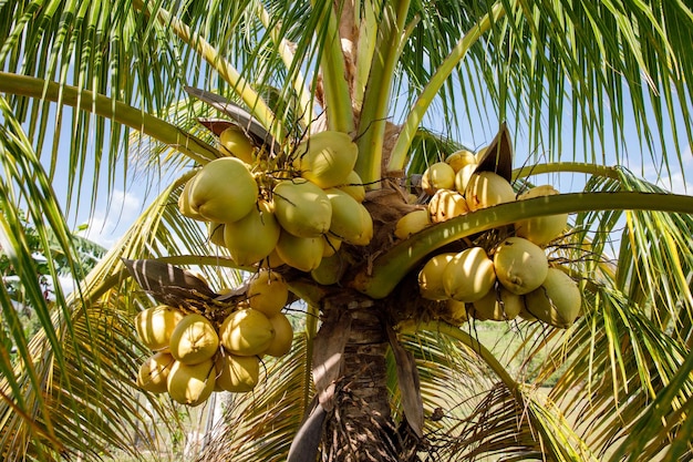 Una rica cosecha de cocos cocos maduros colgando de una palmera