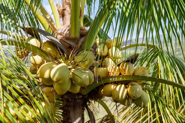 Foto una rica cosecha de cocos cocos maduros colgando de una palmera