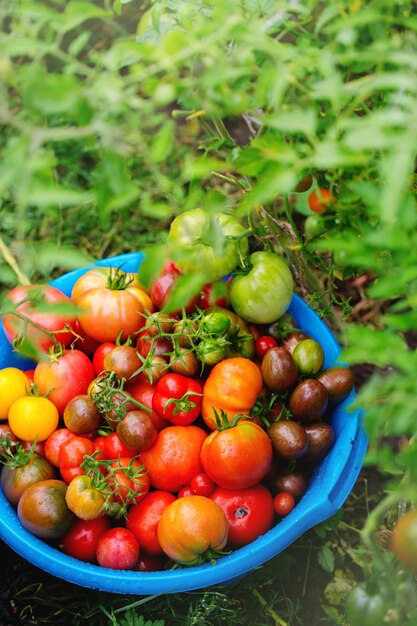 Una rica cosecha de varias variedades de tomates.