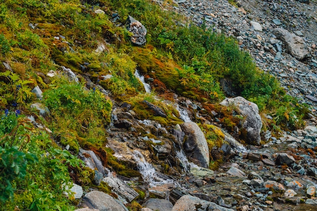 Rica flora de las tierras altas. Musgos rojos y verdes, plantas coloridas, líquenes, pequeña cascada de roca. Agua de manantial en la ladera de la montaña.