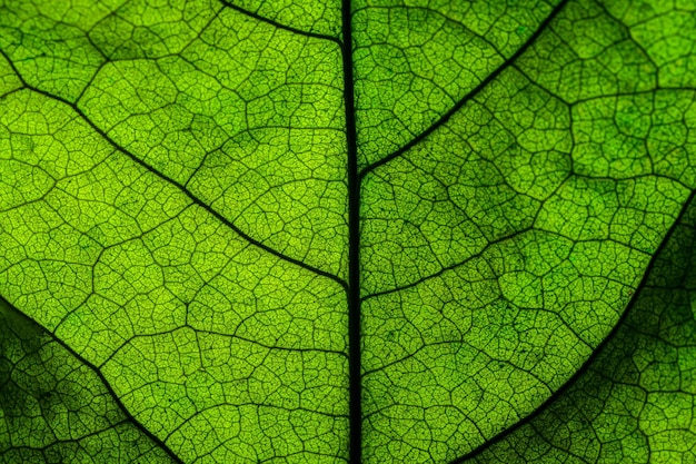 Rica textura de la hoja verde ver a través de la estructura de la vena de simetría hermosa naturaleza concepto de textura