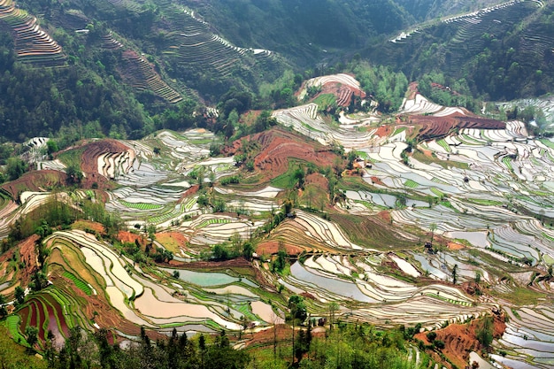 Rice Terrace en Yuan Yang, China.