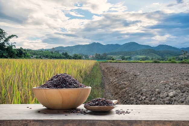 Riceberry o arroz crudo en un cuenco de madera y una cuchara de madera con el fondo del campo de arroz