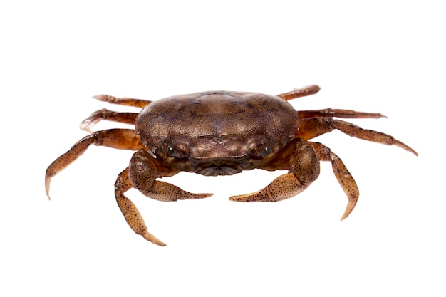 Ricefield Crab oder Somanniathelphusa isoliert auf weißem Hintergrund