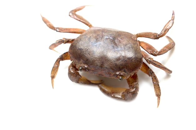 Ricefield Crab oder Somanniathelphusa isoliert auf weißem Hintergrund